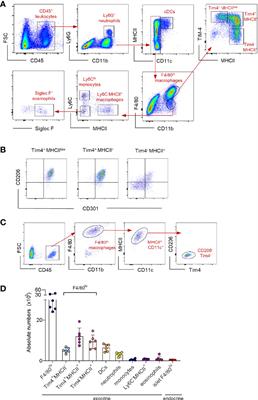 Turnover Kinetics of Pancreatic Macrophages in Lean and Obese Diabetic Mice